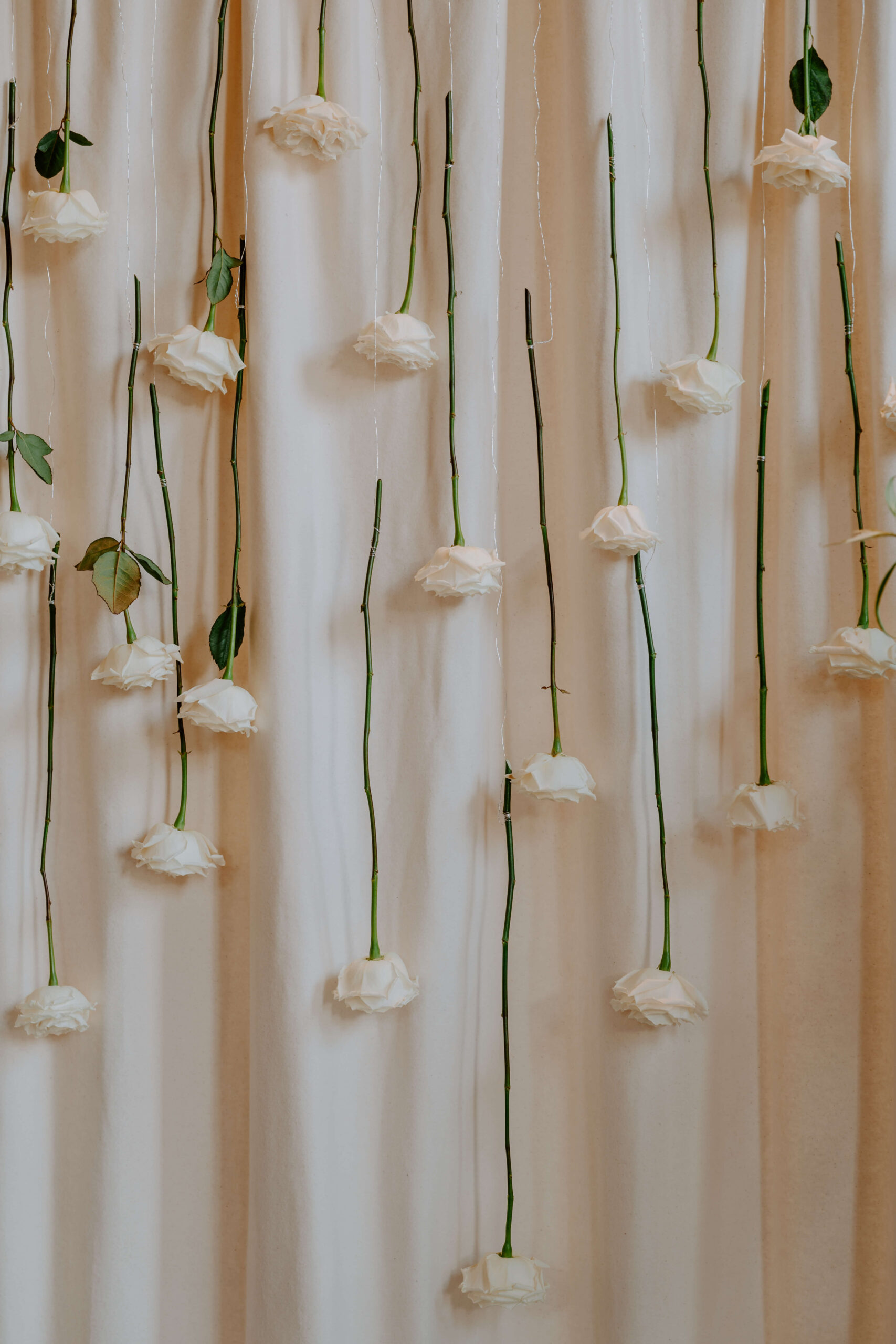 luxury-wedding-floristry-marquee-wedding-cheshire A colour image of white stem roses hung on strings in front of a marquee style backdrop at a wedding in Cheshire.